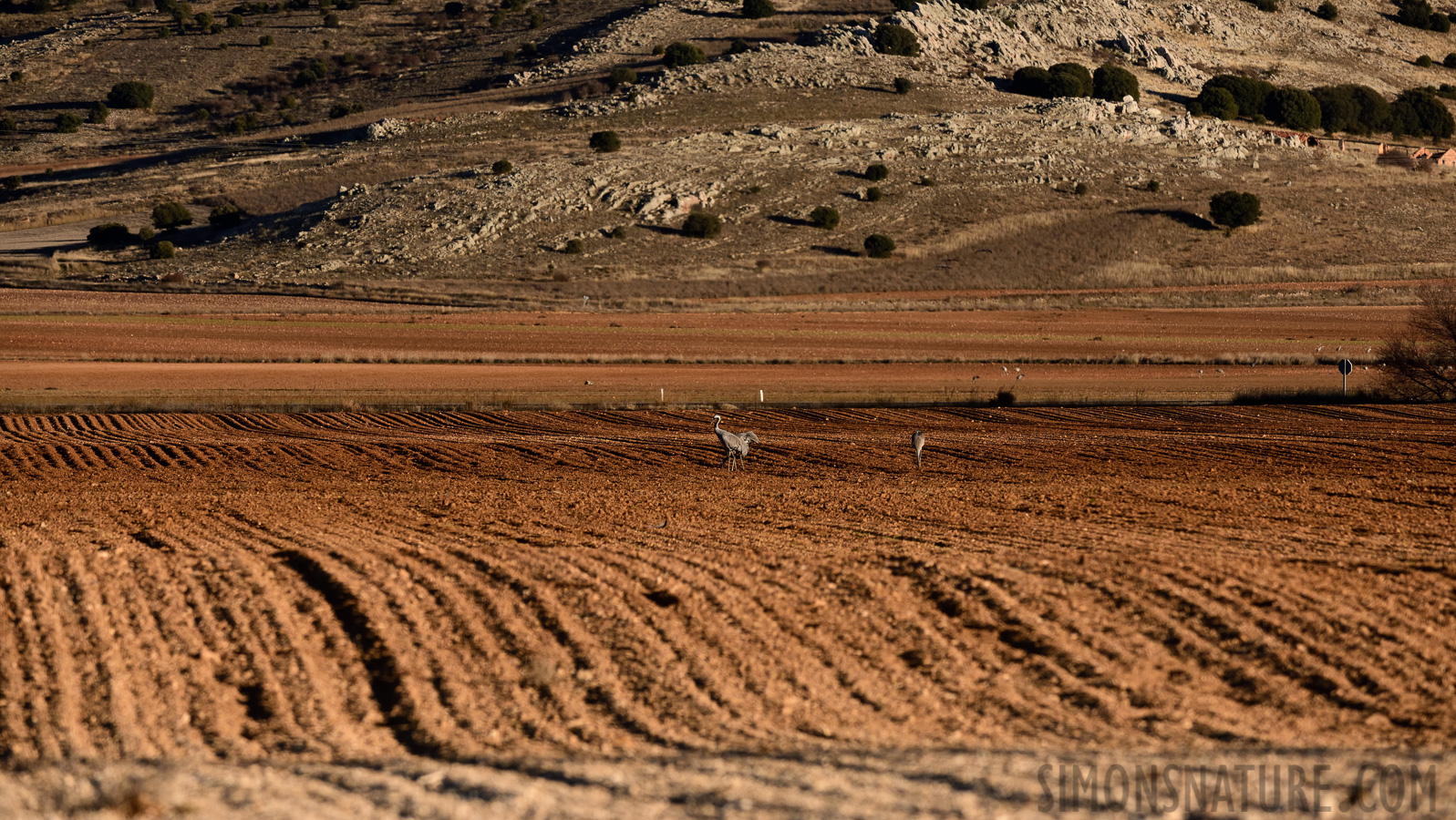 Grus grus [280 mm, 1/2500 sec at f / 8.0, ISO 1000]